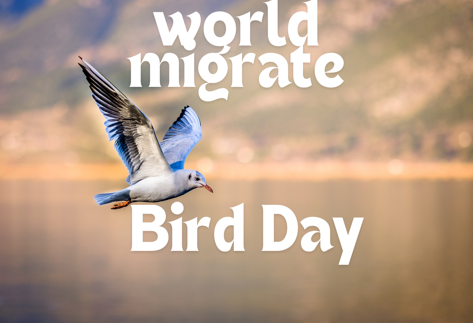 World Migratory Bird Day